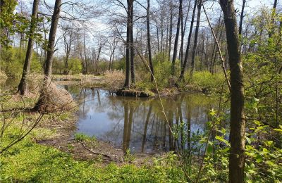 Parque histórico en venta Dębe Wielkie, Ruda, Voivodato de Mazovia, Imagen 8/24